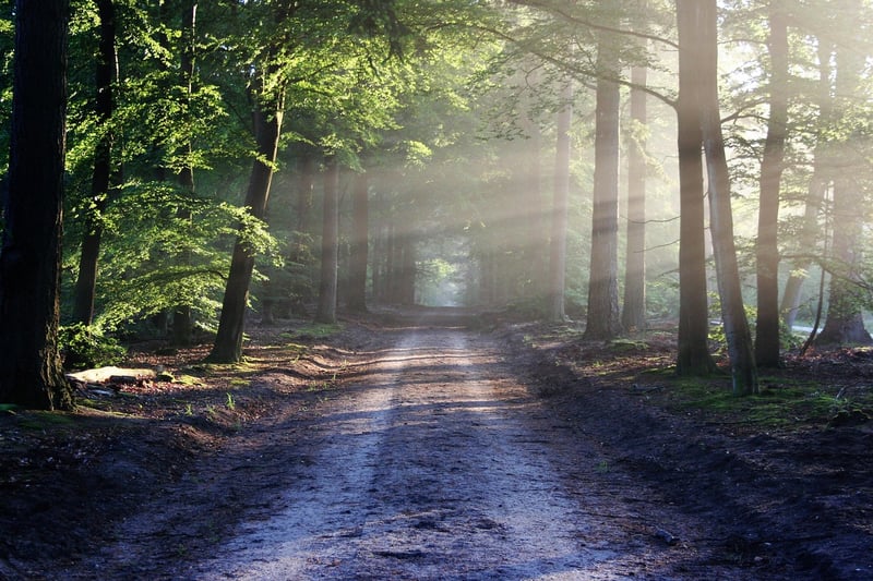 Nature Scene
